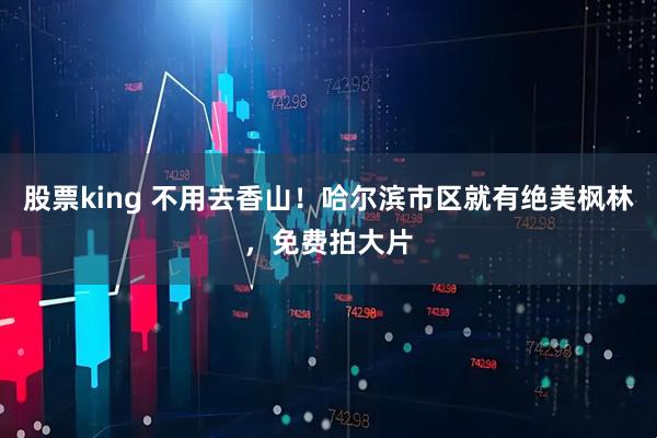 股票king 不用去香山！哈尔滨市区就有绝美枫林，免费拍大片